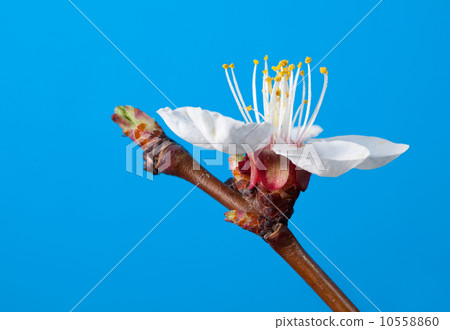 Spring apricot blossom Spring apricot blossom 10558860