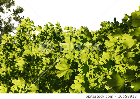 Maple crown, backlight 10558918