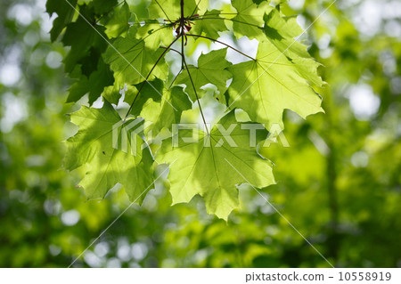 Morning sun on maple leaves 10558919
