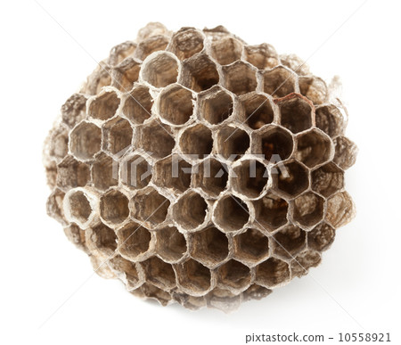 Empty vespiary 10558921