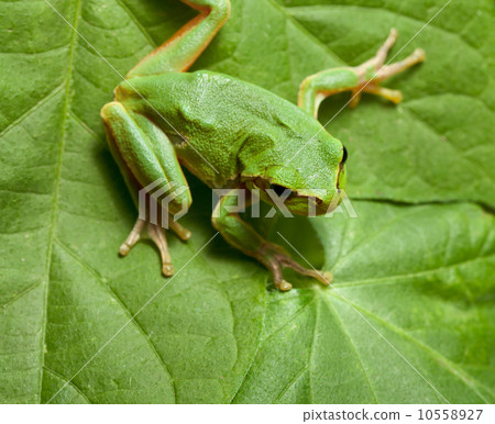 Tree frog on leaves background Tree frog on leaves background 10558927
