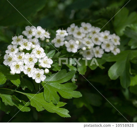Flowering hawthorn in springtime 10558928