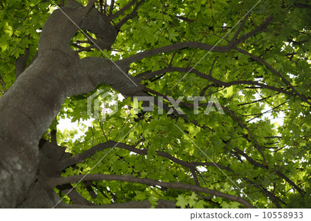 Acer tree crown 10558933