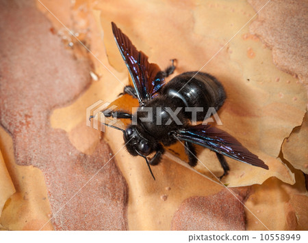 Indian Bhanvra (borer bee) on bark rind 10558949