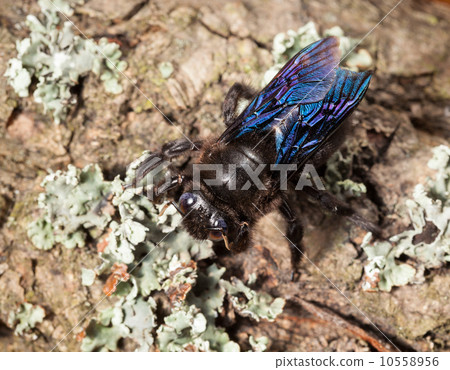 Indian Bhanvra (borer bee) on old trunk 10558956