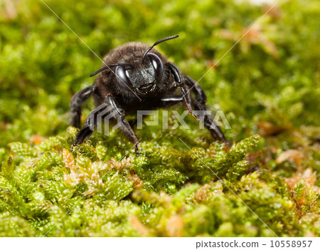 Black Carpenter Bee in moss front view 10558957