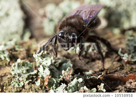 European carpenter bee en face on old tree trunk 10558958