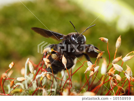 violet carpenter bee on moss 10558959