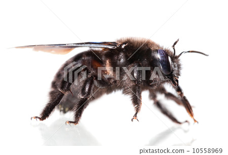 Violet carpenter bee side view 10558969