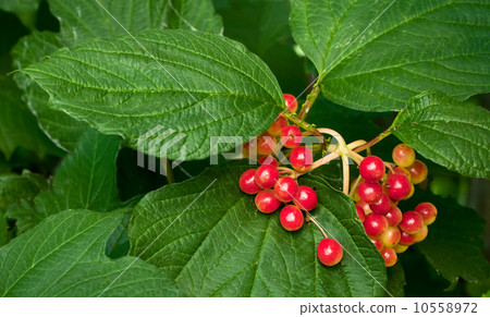 Red arrowwood berries Red arrowwood berries 10558972