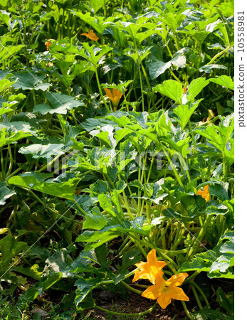 Squash bush 10558981