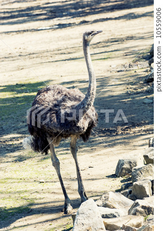Ostrich (Struthio camelus) Ostrich (Struthio camelus) 10559006