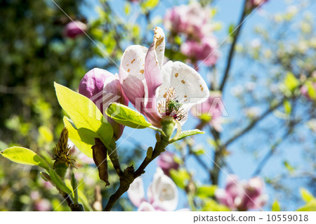 Blooming magnolia tree Blooming magnolia tree 10559018
