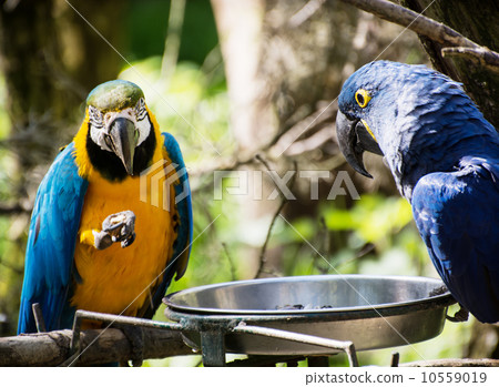 Blue-and-yellow macaw (Ara ararauna) and Hyacinth macaw (Anodorh Blue-and-yellow macaw (Ara ararauna) and Hyacinth macaw (Anodorh 10559019