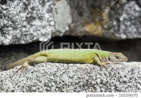 Lean european green lizard (Lacerta viridis) 10559070