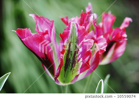 Parrot tulip 10559074