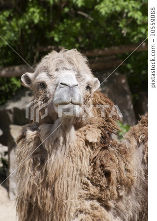 Bactrian camel looking into the camera 10559088