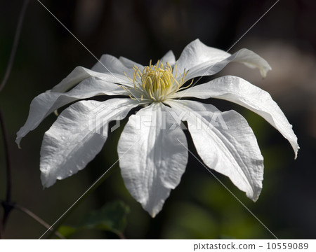 Clematis armandii flower 10559089