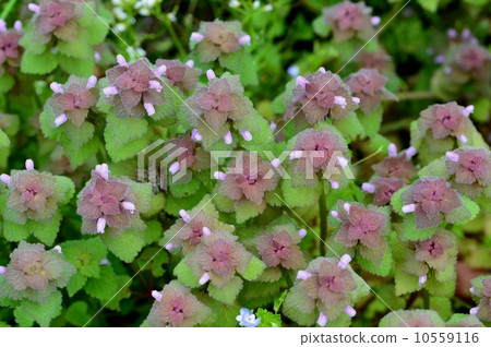 Himeodoricosoum 10559116