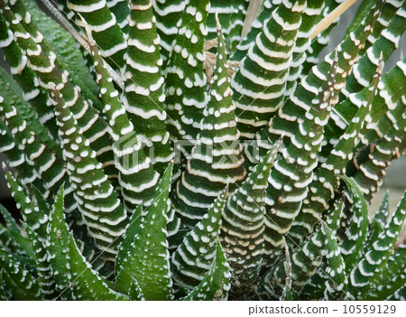 Aloe vera plant Aloe vera plant 10559129