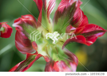 Macro photo of parrot tulip 10559139