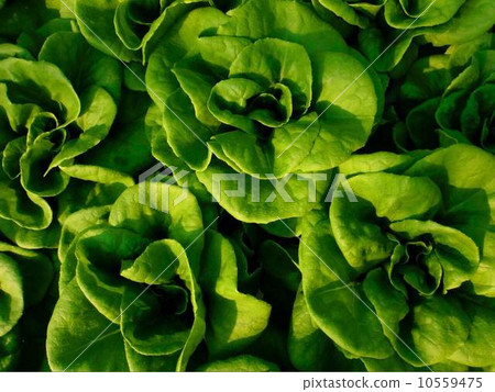 沙拉奶酪 沙拉奶酪 10559475