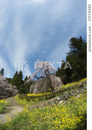 Nishimura Daishodo's branched cherry tree Nishimura Daishodo's branched cherry tree 10559489