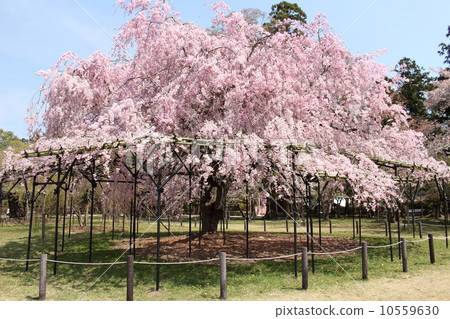 Weeping cherry tree 10559630