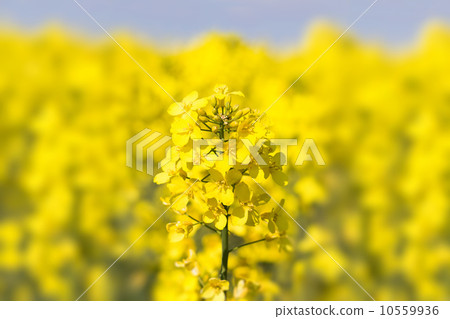 Close up of a Rape field 10559936