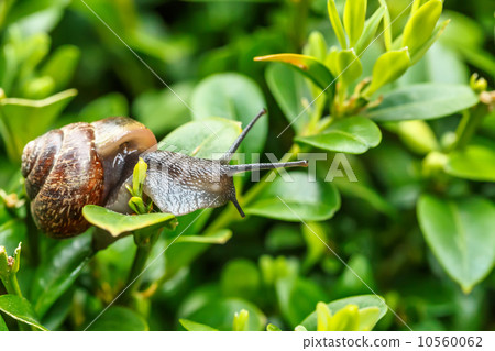small garden snail small garden snail 10560062