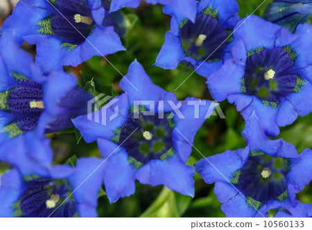 Trumpet gentiana blue spring flower in garden 10560133