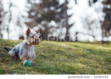 Cute small yorkshire terrier Cute small yorkshire terrier 10560193