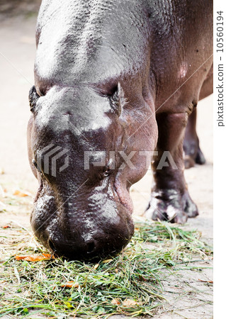 Liberian Hippo (Hexaprotodon liberiensis) Liberian Hippo (Hexaprotodon liberiensis) 10560194