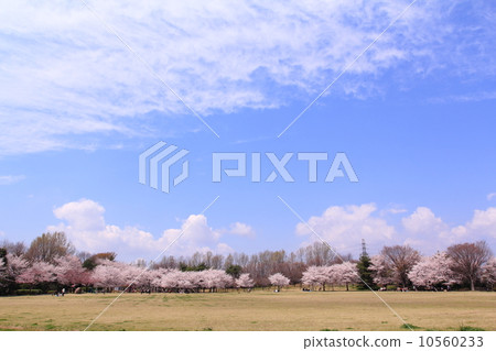 櫻花在beautyagaoka公園 10560233