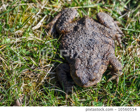 brown toad in the garden 10560554