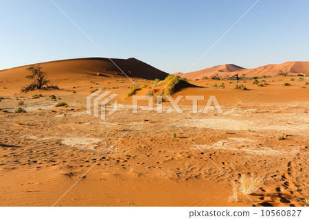 世界遺產納米布沙漠 10560827