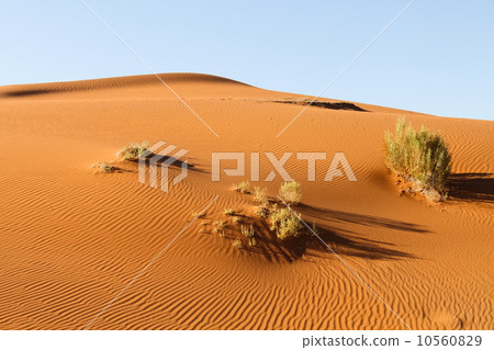 納米布沙漠 納米布沙漠 10560829