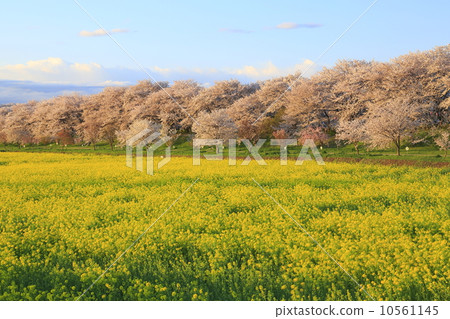 Cherry blossoms and rape blossoms Cherry blossoms and rape blossoms 10561145