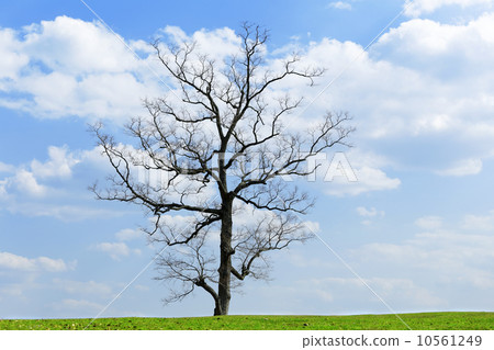 Green planet - Earth 10561249