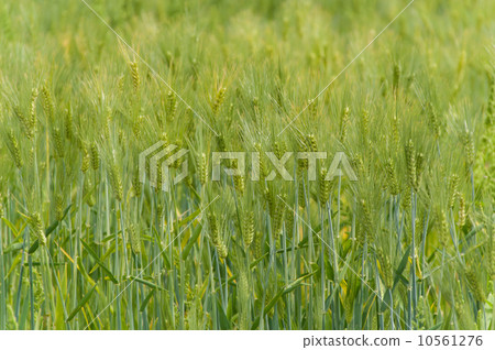 Wheat field 10561276