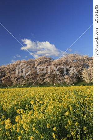 櫻花和油菜花 10561285