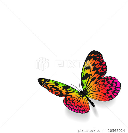 Colorful butterfly on white background. - Stock Illustration [10562024 ...