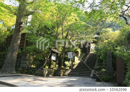 古河寺的新鮮綠色 古河寺的新鮮綠色 10562096