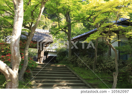 古河寺的新鮮綠色 10562097