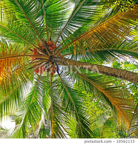 coconut tree background 10562115