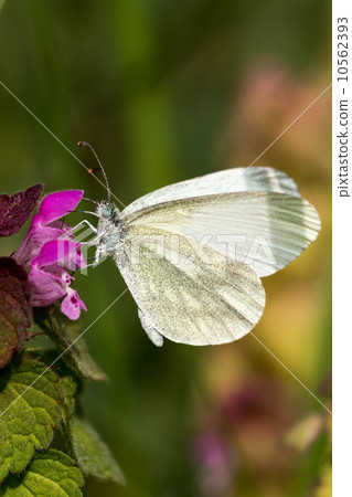 White Butterfly - Pieris brassicae White Butterfly - Pieris brassicae 10562393