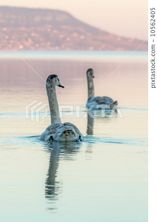 Swans 10562405
