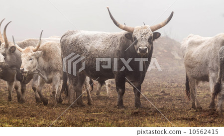 Hungarian grey bull 10562415