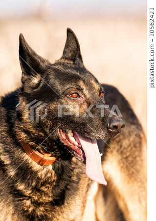 German shepherd German shepherd 10562421