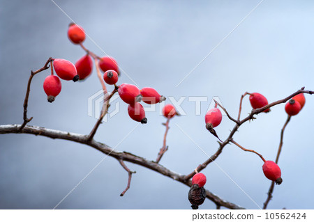 Briar, wild rose hip Briar, wild rose hip 10562424